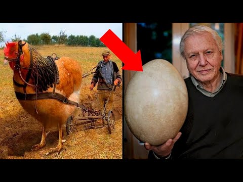 Фермер Обнаружил Гигантское Яйцо и Вот Что Из Него Вылупилось