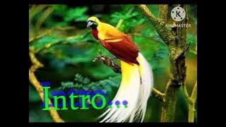 Karoke Lagu Rohani Daerah Papua ( Dama Ra Rado) Bahasa Waropen.