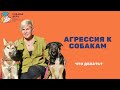 Агрессия к собакам. Что делать?