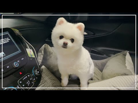 강아지 몸에 갑자기 구멍이 났어요 😰