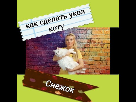 Как сделать укол коту. Нow to give a cat an injection