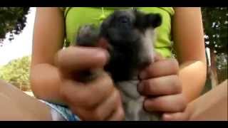 Dogs 101 Pug.mp4 by Puppies inchennai 9,063 views 12 years ago 3 minutes, 32 seconds