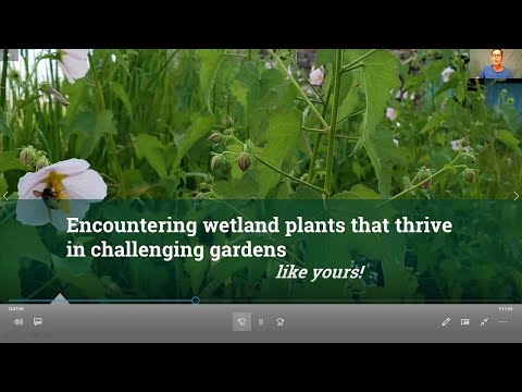 Video: Cos'è la Creeping Burhead: scopri come coltivare piante di Creeping Burhead