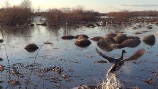 Охота на Селезня с подсадной уткой 2024г на СЕВЕРНОМ УРАЛЕ #3