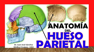 ¿Protege el hueso parietal al cerebro?