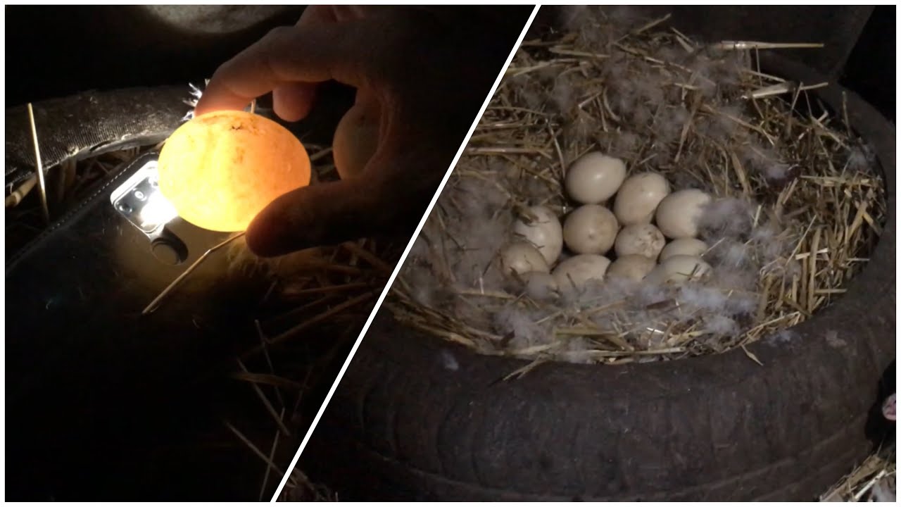 Какие яйца под наседку. Овоскопирование утиных яиц. Овоскопирование индюшиных яиц. Овоскопирование яиц кряквы. Оплодотворенное яйцо мускусной утки.