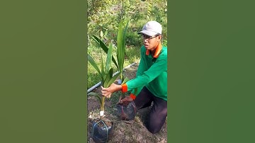 Cây dừa cở nào trồng là tốt?