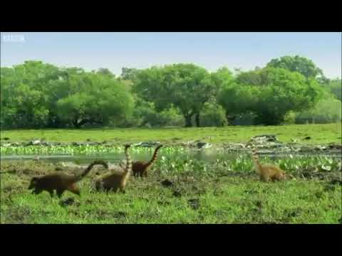 Coatis in Reverse