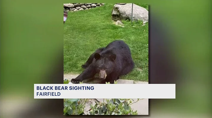 Black bear dines on backyard bird feeders in Fairf...