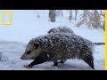 Les opossums des drles de marsupiaux