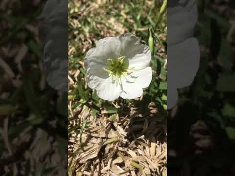 वीडियो: बटरकप (रेननकुलस) (66 तस्वीरें): कास्टिक और क्षेत्र, परिवार और फूलों का मौसम। यह किस तरह का दिखता है? सफेद और पीला, घास का मैदान और काशुबियन, फूलों के बिस्तर में उदाहरण