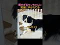 ボーダーコリーは賢すぎてマジ困る