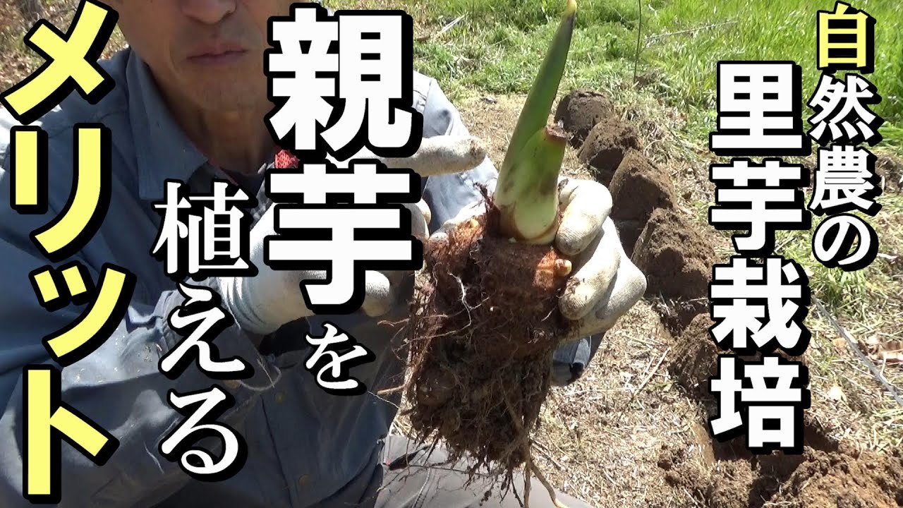 自然農 耕さない里芋栽培 親芋 を植えるメリット 21年4月10日 Natural Farming Youtube