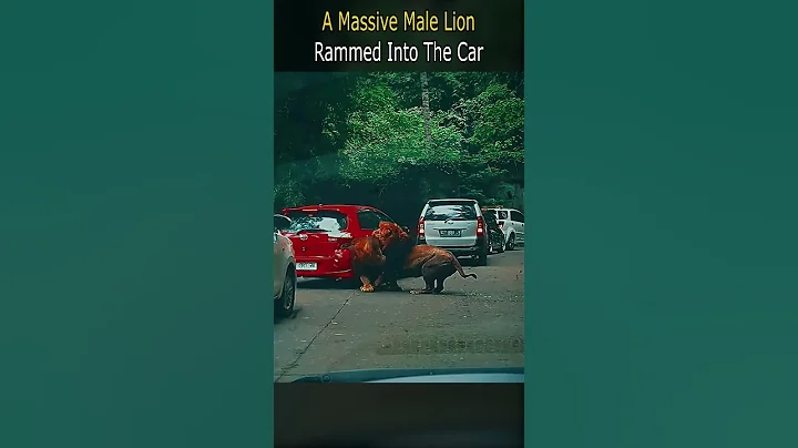 A Massive Male Lion Rammed Into The Car - DayDayNews