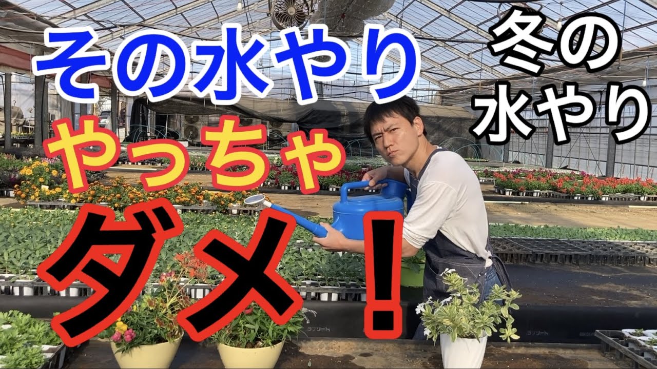 園芸のぶチャンネル 冬の水やり 農業 ガーデニング 生産者 Youtube