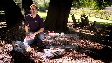 Best Bait to Use in Live Traps - Havahart.com