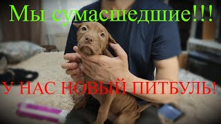 МЫ СУМАШЕДШИЕ!!! У НАС НОВЫЙ ПИТБУЛЬ!