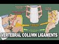 VERTEBRAL COLUMN ANATOMY (2/2) - Ligaments and the Spinal Cord