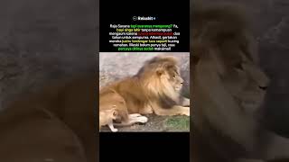 Mengapa Suara Anak Singa mirip Suara Anak Kucing???