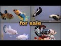 betta for sale - abi fish room