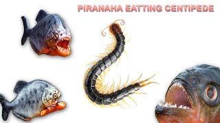 Piranha eating Centipede