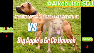 Stormtroopers Ch Big Boy A.k.a Biggy 6Xw 1Xl Vs Big Apples Gr Ch Haunch 5Xw P.o.r