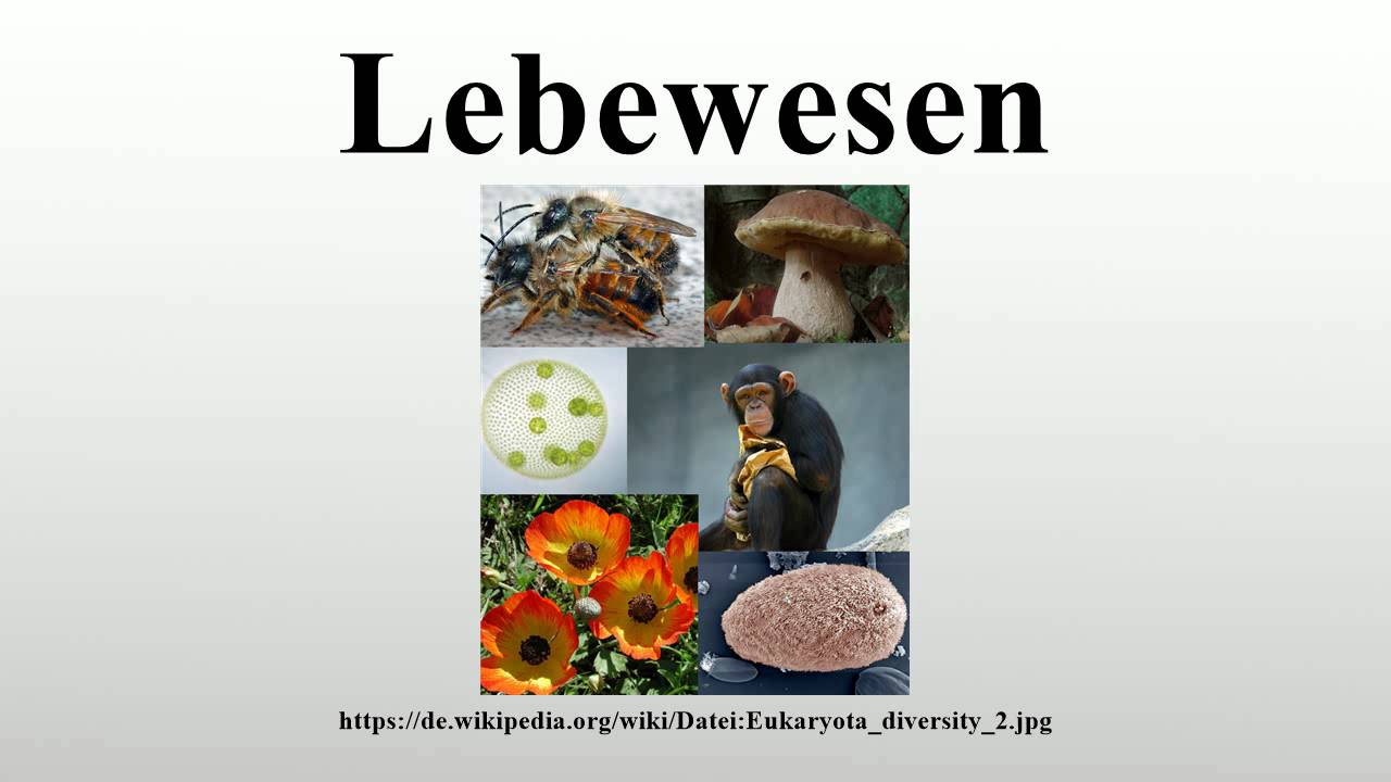 Welches Lebewesen Lebt Am Längsten Lebewesen - YouTube