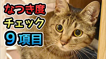 猫が懐いてる人にする行動 Mp3