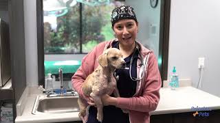 Priceless Pets Vet Clinic