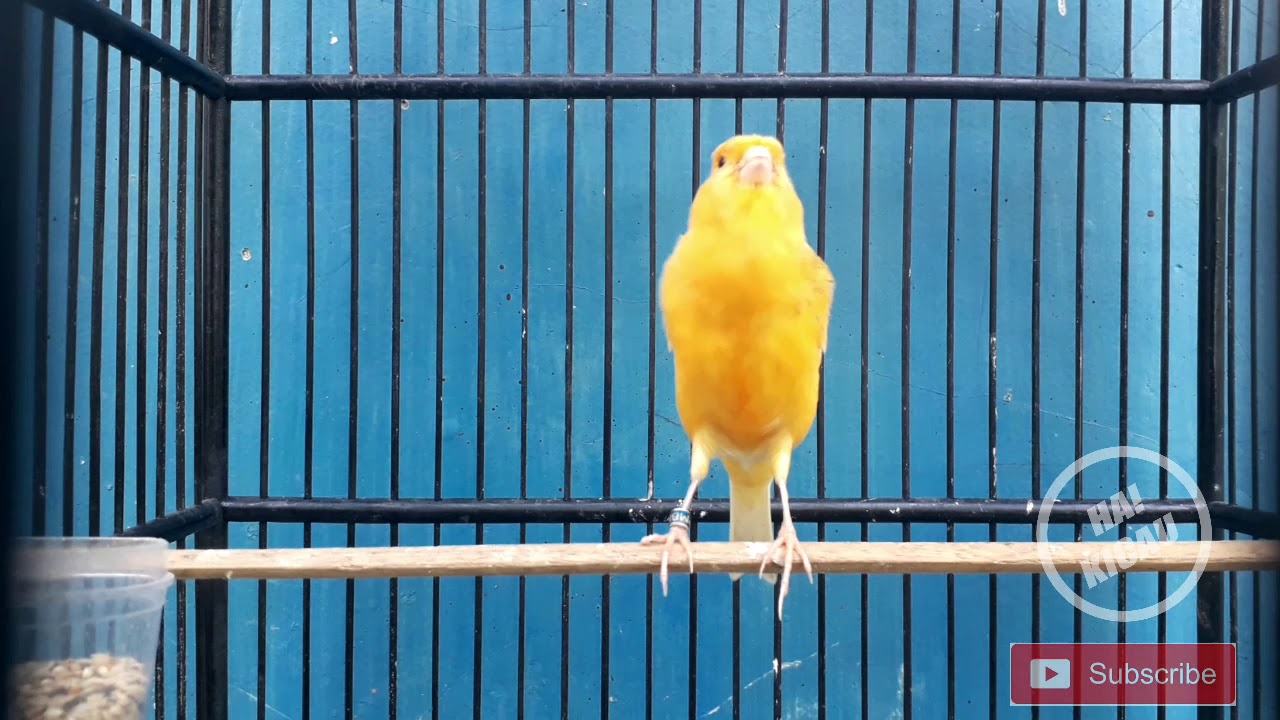STIMULATE FOR Singing CANARIES - YouTube