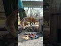 Ein Zoo im Krieg | DER SPIEGEL Shorts