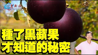 種了黑蘋果才知道的種植秘密！The secret of growing black apples