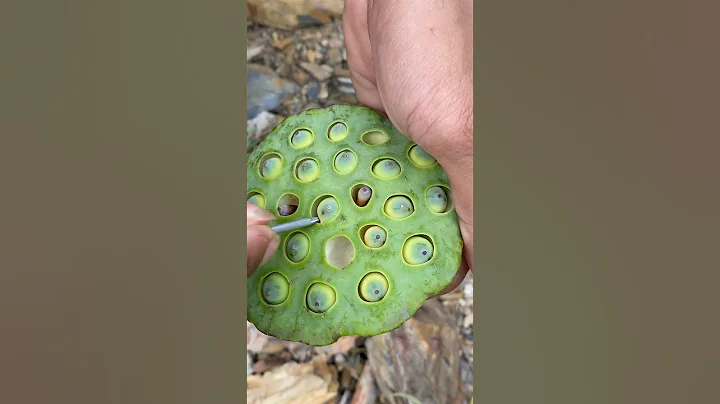 Removing Lotus Seeds #agriculture #asmrvideo #artwork #like #cute