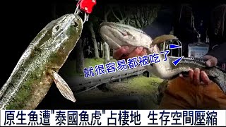 【★釣泰國魚虎製成魚肥!!★】除水中惡霸兼娛樂