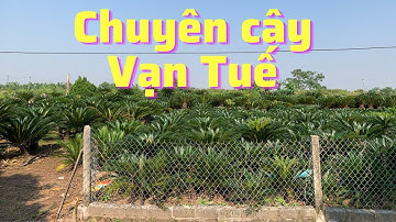 Chuyên cây vạn tuế | Nhà Vườn Thành Nam