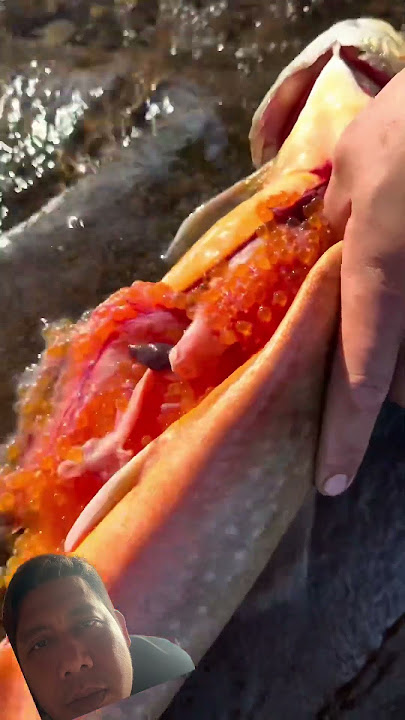 Artick car kaviar #fypシ゚viral #funny #shortsviral #animals #wildliferescue #shortvideo