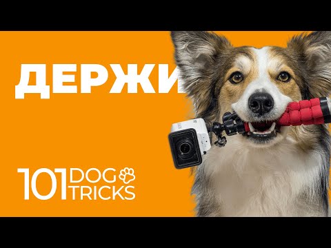 Команда Держи 🐩 Как научить собаку держать в зубах по команде 🐾 Дрессировка щенка обучить трюку 🐶