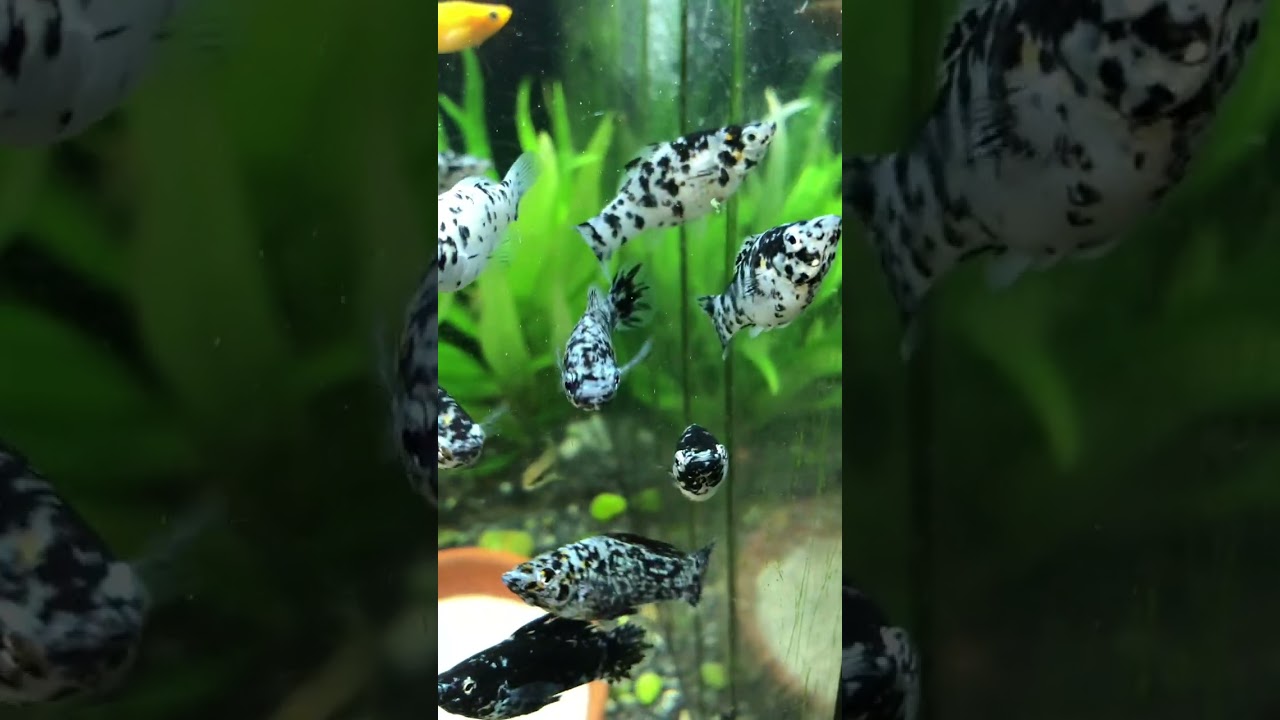 Nano Tank Einrichtung 