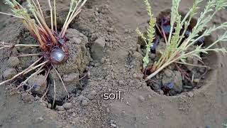 Soil Health & Sustainable Homesteading | Composting, Crop Rotation, Water Management & More