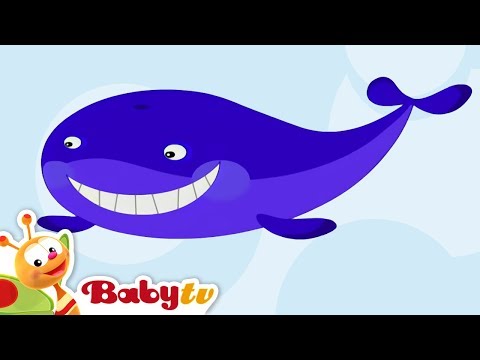 Whale | Animal Sounds and Names for Kids & Toddlers @BabyTV
