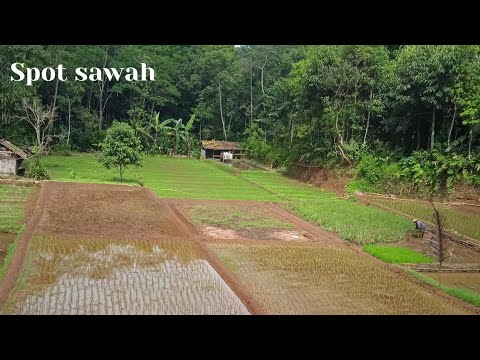 Mancing belut ciri lubang belut sawah
