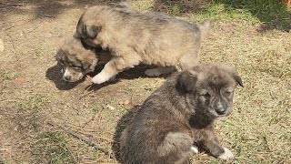 Yerdekilere Merhamet Edin Ki Göktekiler De Size Merhamet Etsin.