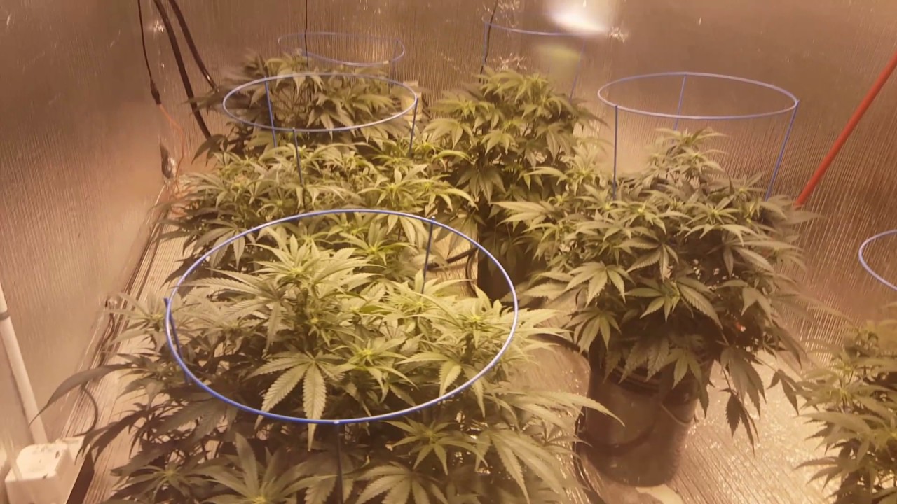 Hurricane Hydroponics Ebb monster  2 week pt 2