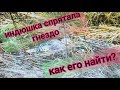 Индюшка спрятала гнездо, что нужно делать? / Поиски пропавшей индюшки