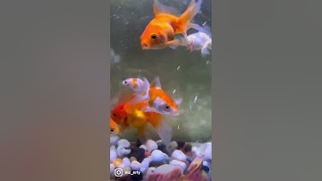 Albi ya albi by nancy ajram| I got my Nemo