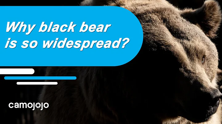 【Camojojo】Do black bear is only black?