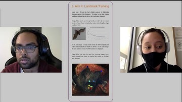 Using Deep Learning to Observe Bat Flight Patterns