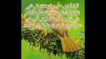 سورة الأنعام صفحة 147 مكررة بصوت الشيخ أيمن سويد