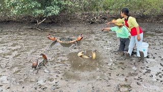 Fishing Skills - Amazing Catching Giant Mud Crabs at The Sea Swamp  after Water Low Tide