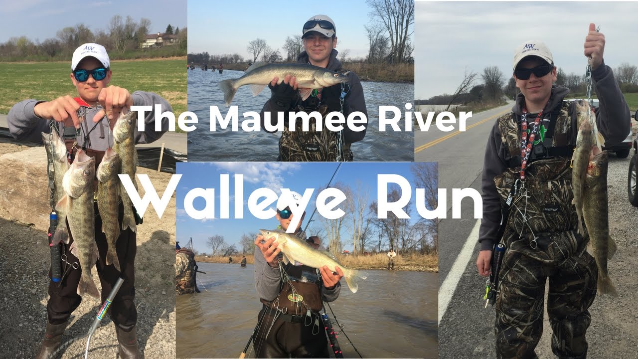 The Maumee River Walleye Run YouTube